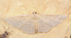 Pleuroprucha