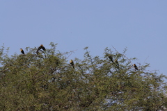 Xanthocephalus xanthocephalus