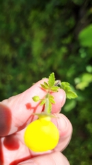 Calceolaria