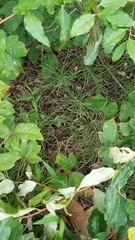 Equisetum arvense