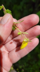 Calceolaria