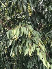 Carpinus kawakamii