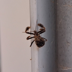 Reduviidae