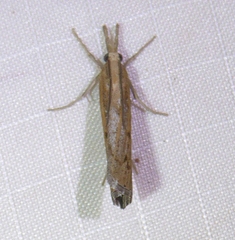 Pediasia trisecta