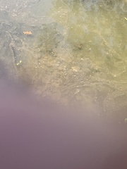 Xiphophorus variatus