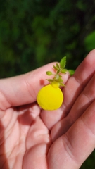 Calceolaria