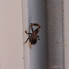 Reduviidae