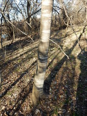 Gleditsia triacanthos inermis