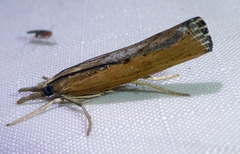 Pediasia trisecta