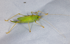 Meconema thalassinum