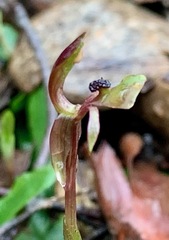 Chiloglottis trapeziformis