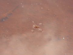 Limnoporus notabilis