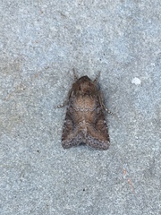 Lacinipolia meditata