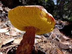 Aureoboletus