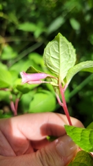 Fuchsia