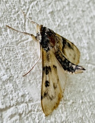 Nomophila nearctica