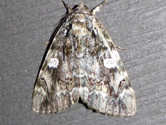 Catocala ilia