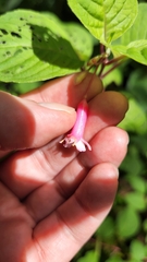 Fuchsia