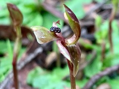 Chiloglottis trapeziformis