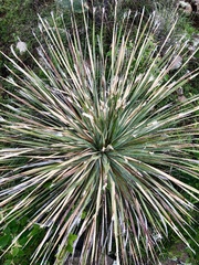 Dasylirion acrotrichum