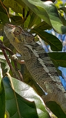 Furcifer pardalis