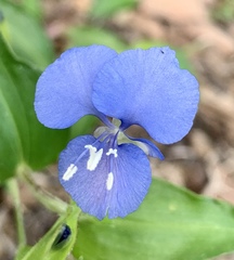 Commelina diffusa