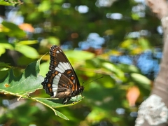 Limenitis arthemis arthemis