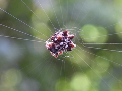 Thelacantha brevispina