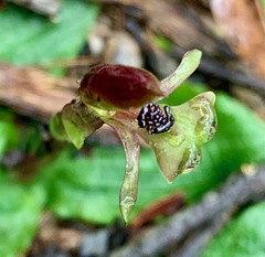 Chiloglottis trapeziformis