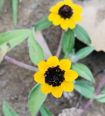 Sanvitalia procumbens