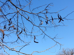Gleditsia triacanthos inermis