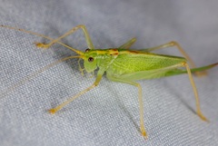 Meconema thalassinum