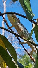 Furcifer pardalis