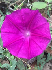 Ipomoea elongata