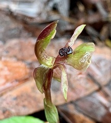 Chiloglottis trapeziformis