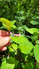 Fuchsia