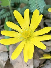 Ranunculus petiolaris