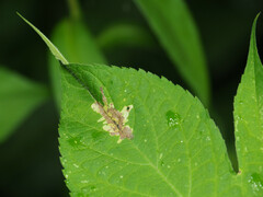 Calycomyza platyptera