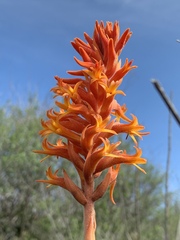 Dichromanthus cinnabarinus
