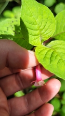 Fuchsia