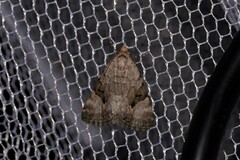 Dichromodes anelictis