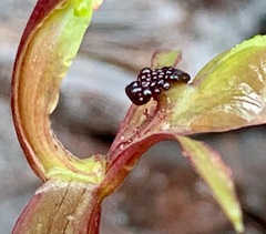 Chiloglottis trapeziformis