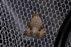 Dichromodes anelictis