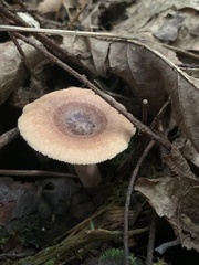 Lactarius quietus