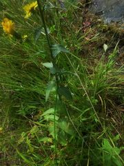 Hieracium umbellatum