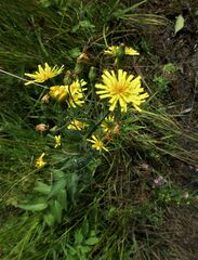 Hieracium umbellatum