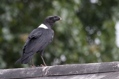 White-Necked Raven photo 2