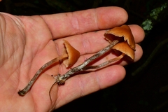 Galerina