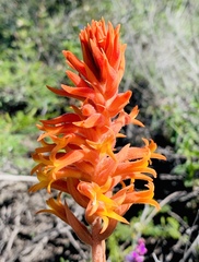 Dichromanthus cinnabarinus