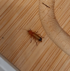 Rhagonycha fulva